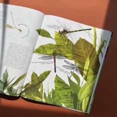 Книга Комахи на всі 100% - Вальтер Фоґато