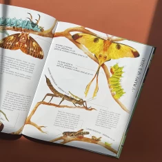 Книга Комахи на всі 100% - Вальтер Фоґато