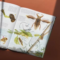 Книга Комахи на всі 100% - Вальтер Фоґато