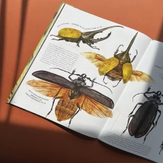 Книга Комахи на всі 100% - Вальтер Фоґато