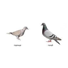 Книга Карамелька. Птахи - Лілія Гуменна