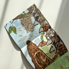 Книга Велика книга комах і не тільки - Емілі Боун Книга Велика книга комах і не тільки - Емілі Боун
