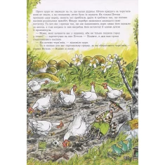 Книга Петсон, Фіндус і переполох на городі. Казка - Нордквіст Свен