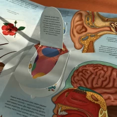 Книга Твоє тіло. Цікаве всередині - Елеонора Барзотті