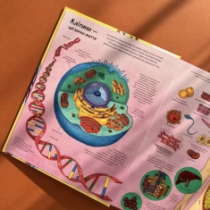 Книга Твоє тіло. Цікаве всередині - Елеонора Барзотті