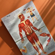 Книга Твоє тіло. Цікаве всередині - Елеонора Барзотті