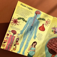 Книга Твоє тіло. Цікаве всередині - Елеонора Барзотті