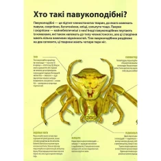 Книга Велика книга комах - Рубен Дуро Книга Велика книга комах - Рубен Дуро